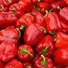 Capsicum annuum