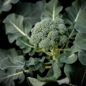 Brassica oleracea var. italica
