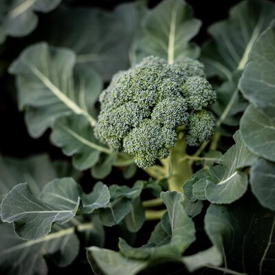 Brassica oleracea var. italica