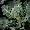Brassica oleracea var. italica