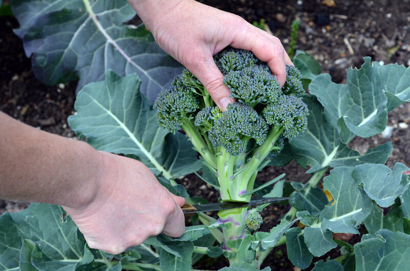 Brassica oleracea var. italica