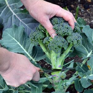 Brassica oleracea var. italica