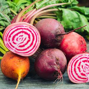 Beta vulgaris ssp. vulgaris 'Chioggia'