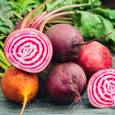 Beta vulgaris ssp. vulgaris 'Chioggia'