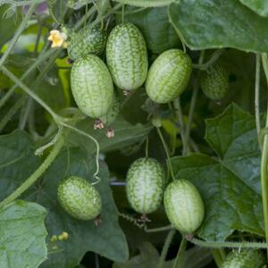 Melothria scabra