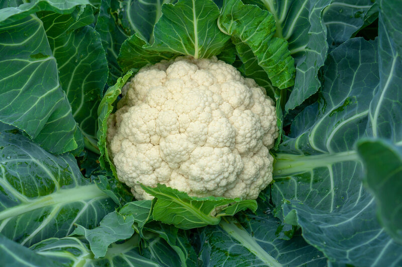 Brassica oleracea var.