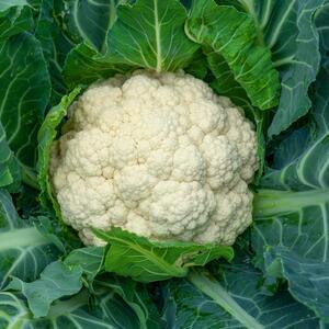 Brassica oleracea var.
