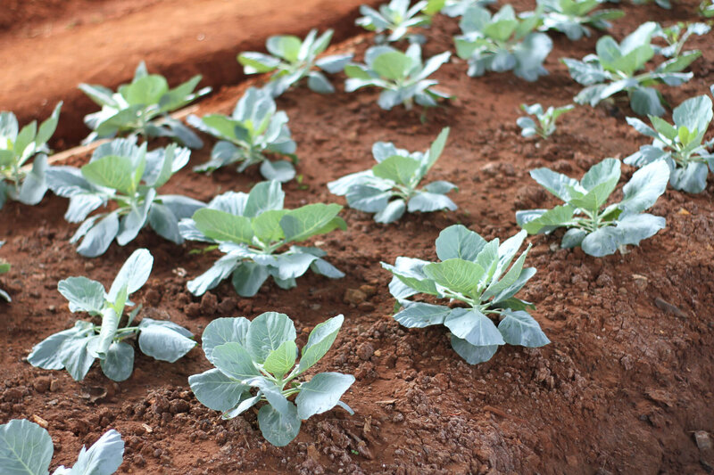 Brassica oleracea var.