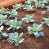 Brassica oleracea var.