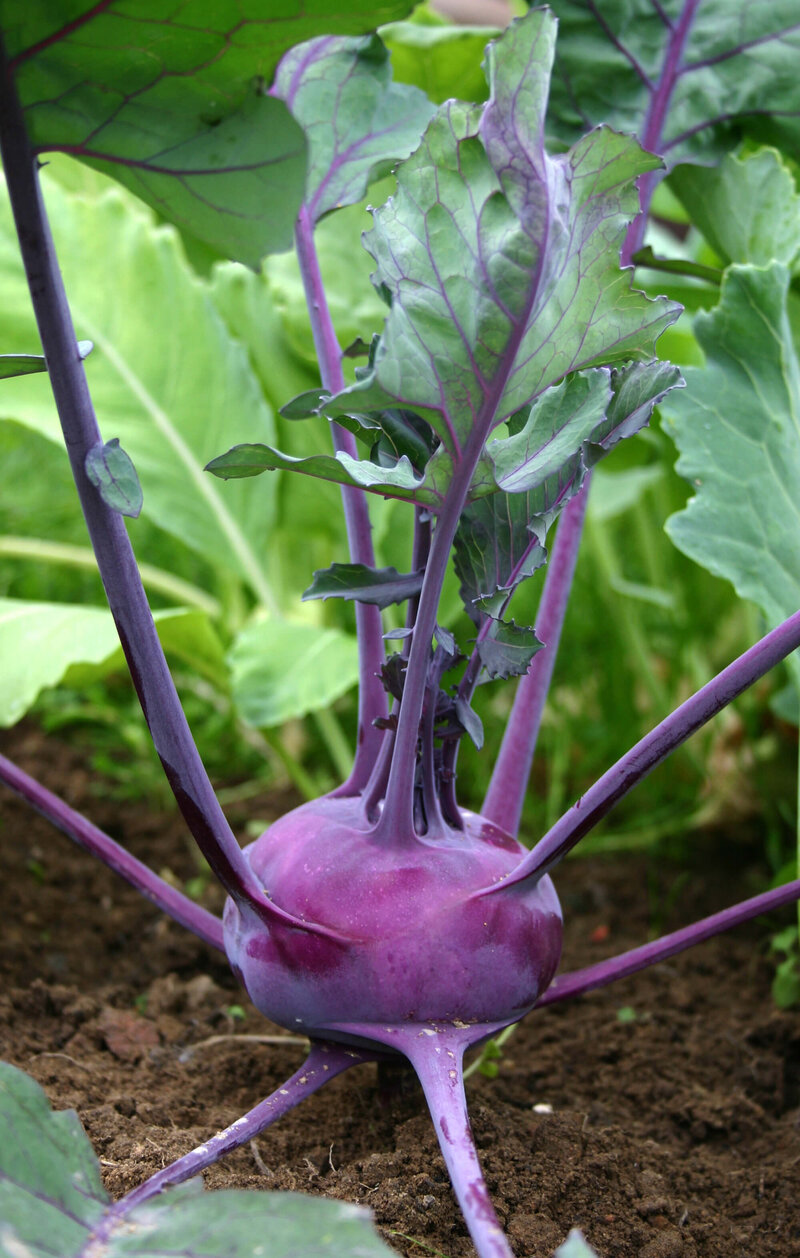 Brassica oleracea var. gongylodes