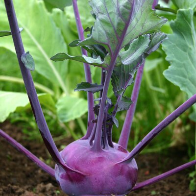 Brassica oleracea var. gongylodes