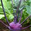 Brassica oleracea var. gongylodes