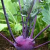 Brassica oleracea var. gongylodes