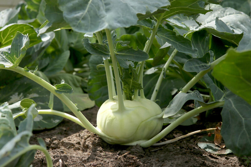 Brassica oleracea var. gongylodes