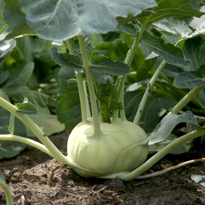 Brassica oleracea var. gongylodes