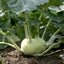 Brassica oleracea var. gongylodes
