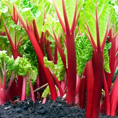 Rheum rhabarbarum