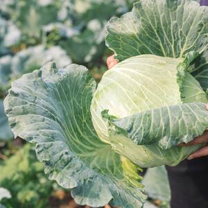 Brassica oleracea