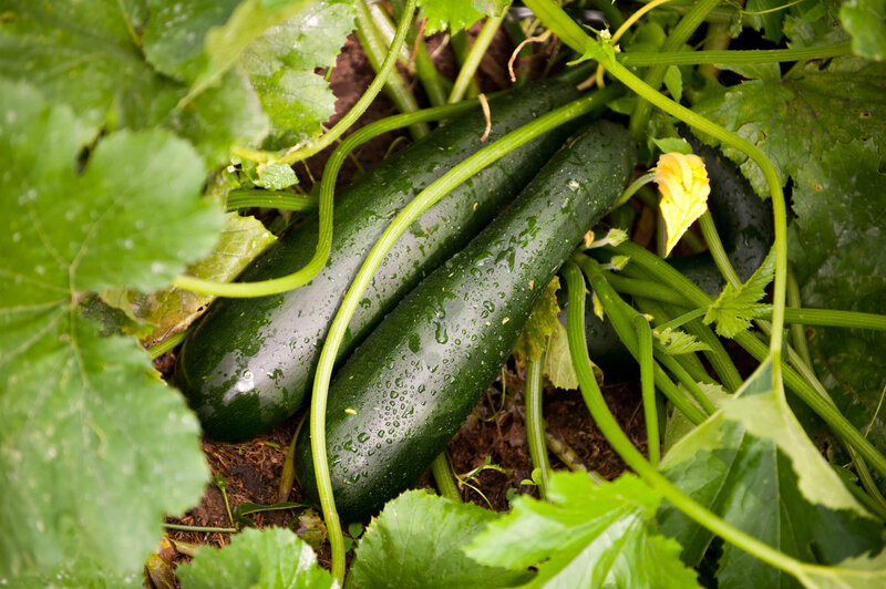 Cucurbita pepo var. giromontiina