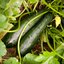 Cucurbita pepo var. giromontiina