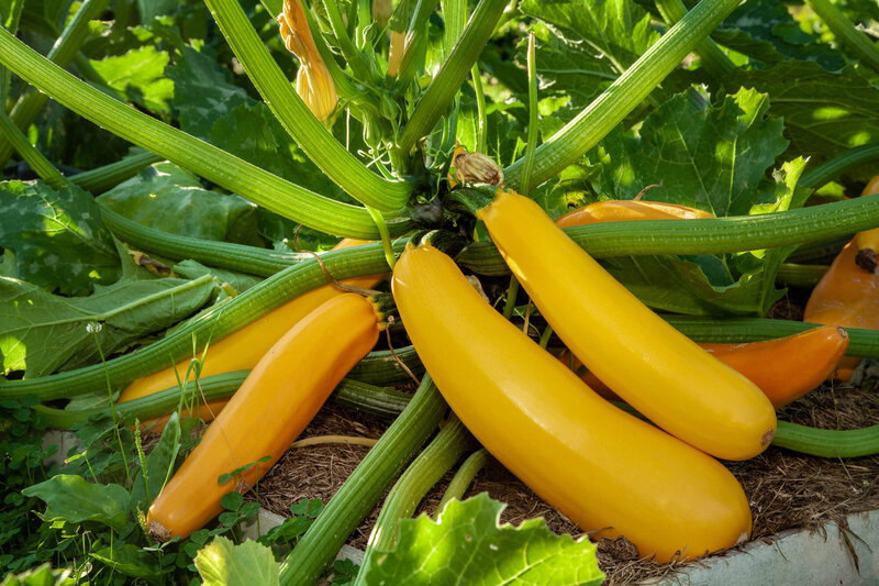 Cucurbita pepo var. giromontiina