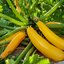 Cucurbita pepo var. giromontiina