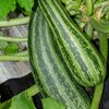 Cucurbita pepo var. giromontiina