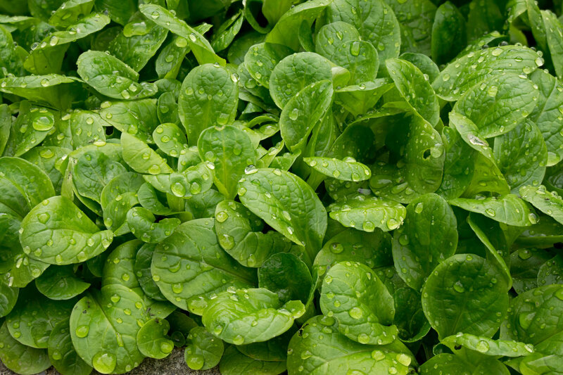 Valerianella locusta