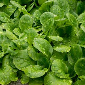 Valerianella locusta