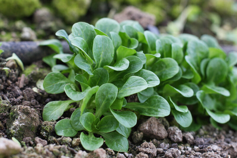 Valerianella locusta