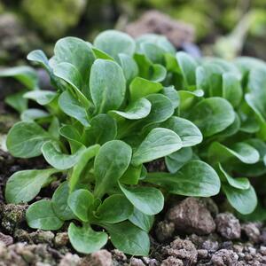 Valerianella locusta