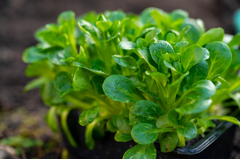 Valerianella locusta