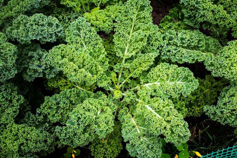 Brassica oleracea var. sabellica L