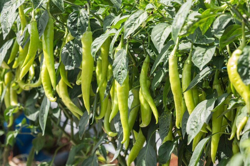 Capsicum annuum 'Lombardo'