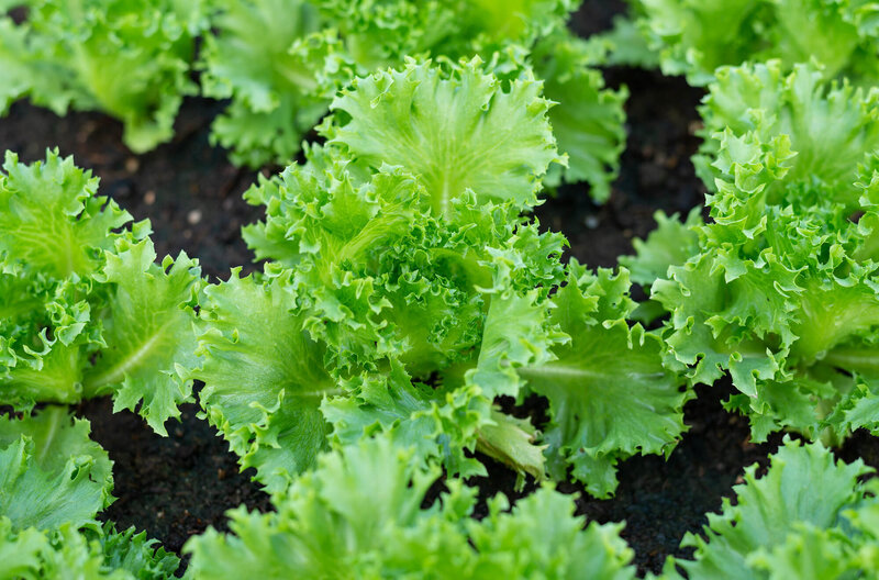 Lactuca sativa var. capitata