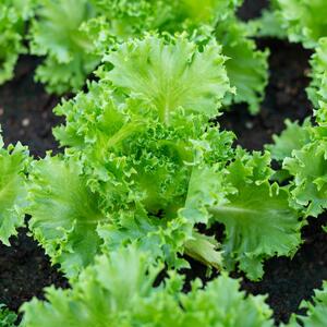Lactuca sativa var. capitata