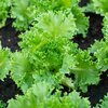 Lactuca sativa var. capitata