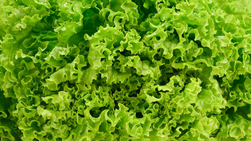 Lactuca sativa var. capitata