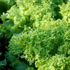 Lactuca sativa var. crispa