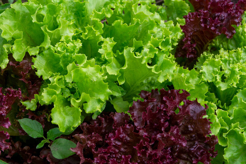 Lactuca sativa var. crispa