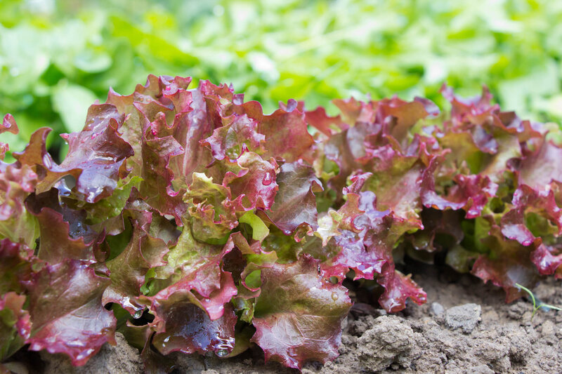 Lactuca sativa var. crispa