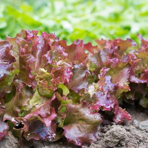 Lactuca sativa var. crispa
