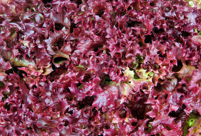 Bio Pflücksalat Eichblatt 'Hardy' Samen – Lausfrei, Schossfest, Für Den Eigenen Garten