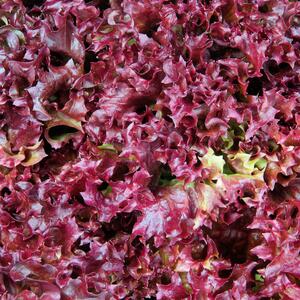 Lactuca sativa var. crispa