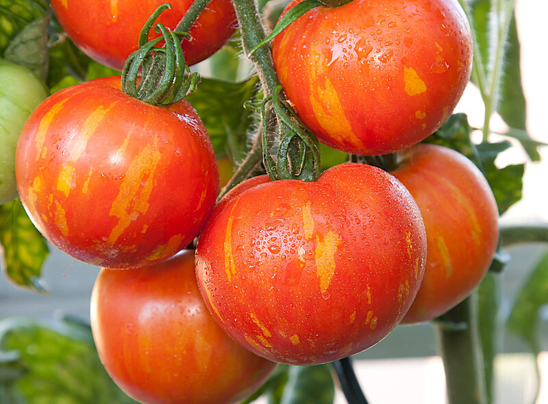 Solanum lycopersicum