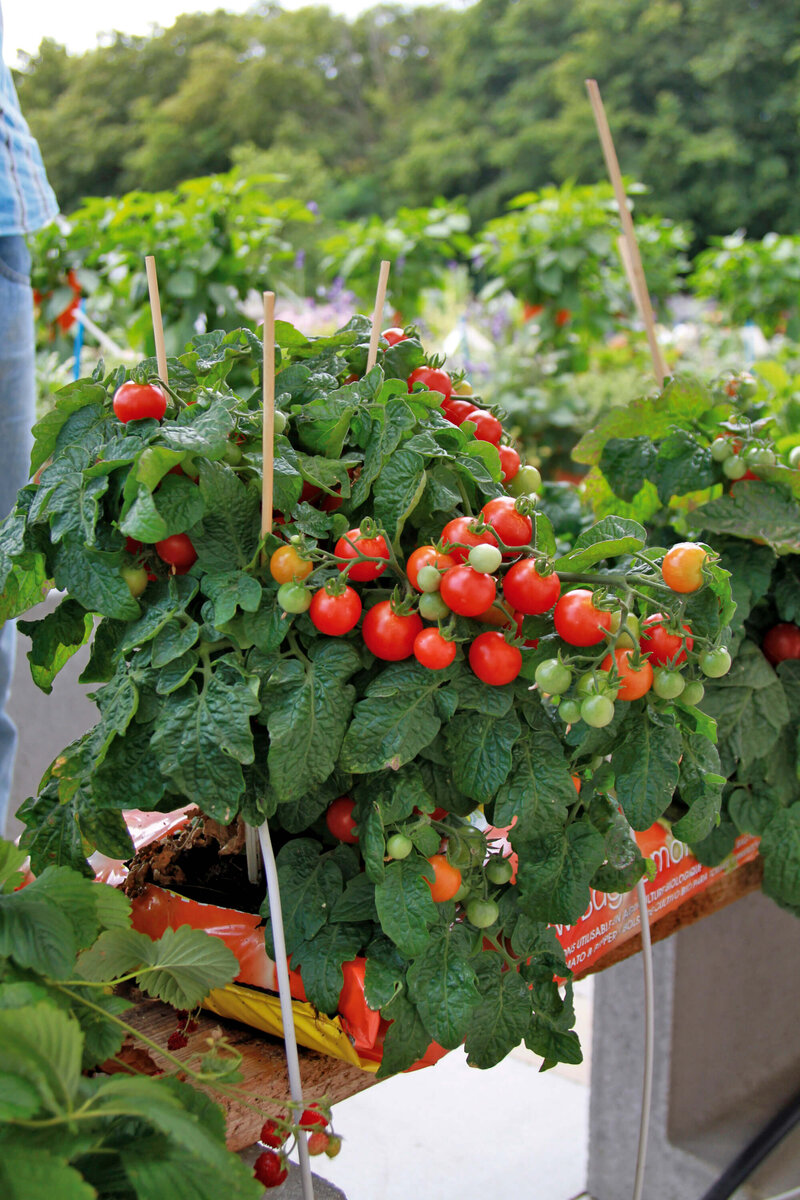 Solanum lycopersicum Balconi Red