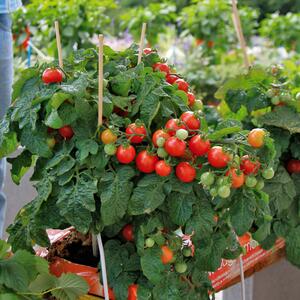 Solanum lycopersicum Balconi Red