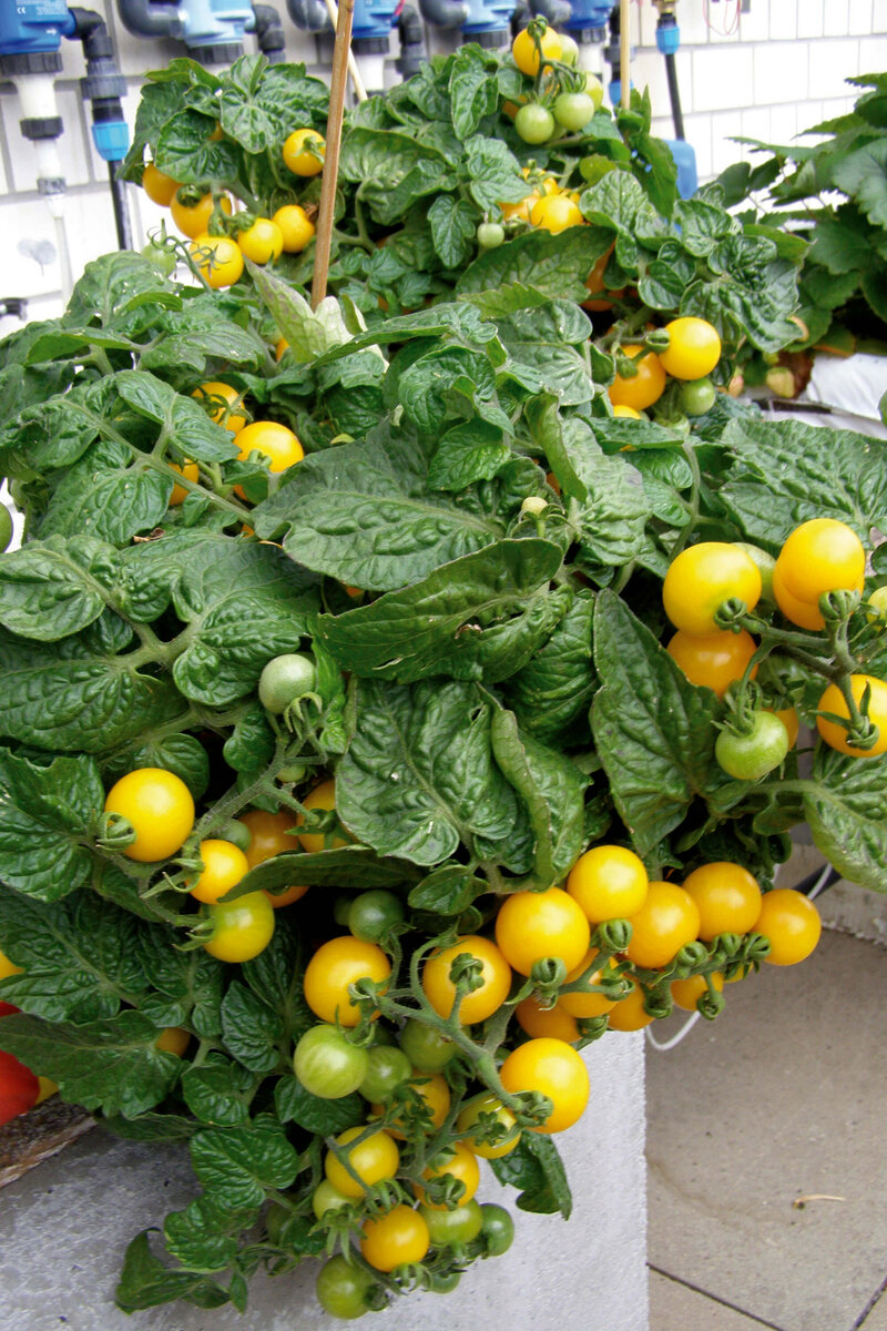 Solanum lycopersicum Balconi Yellow