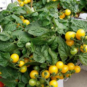 Solanum lycopersicum Balconi Yellow