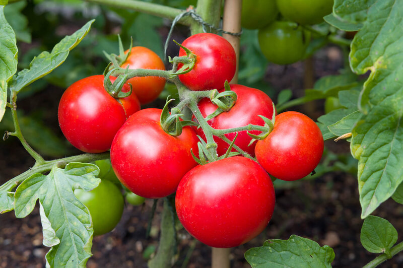 Solanum lycopersicum 'Berner Rose'